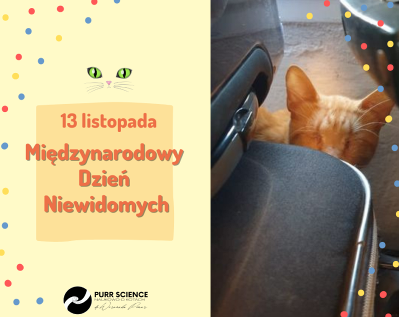 Kot niewidomy – jak lepiej dbać o naszego mruczka