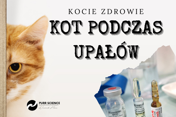 Jak pomóc naszemu kotu podczas upałów?